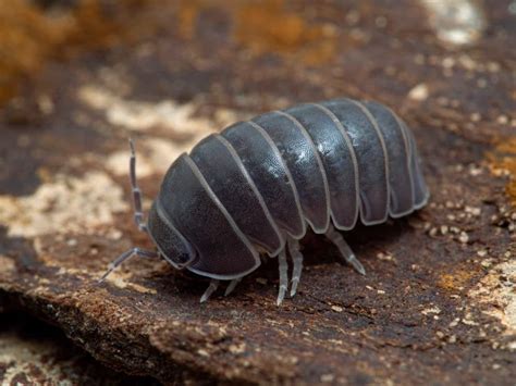 The common pillbug or pill bug, Armadillidium vulgare, is a type of woodlice. Part of the Armadillidiidae family of woodlice, pill bugs are a type of bug that rolls up into a ball. This protects their tender underbelly from harm. Pill bugs are often confused with the sow bug, Oniscus asellus.